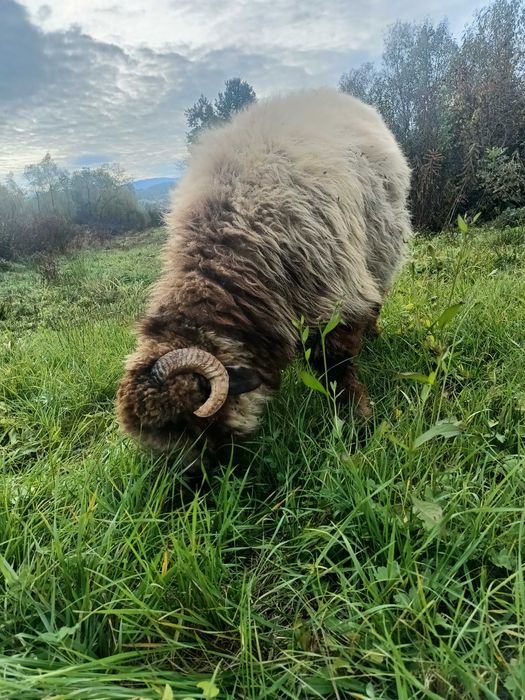 Berbec de vânzare, vârstă 10 luni