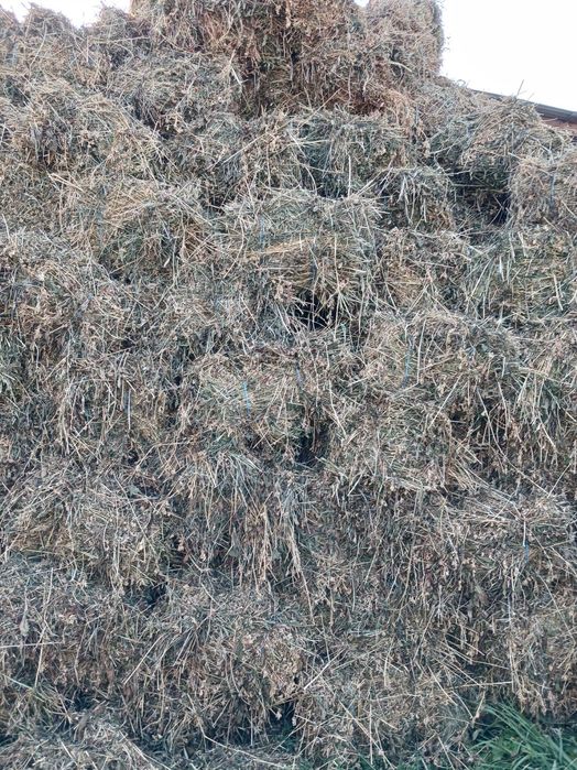 Baloti lucernă coasa 3