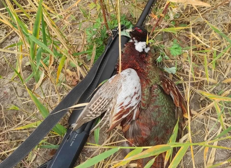 Русский спаниель