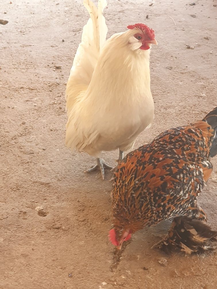 anvers alb și mii de flori