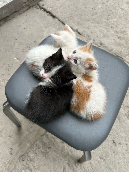 Отдам котят в хорошие руки