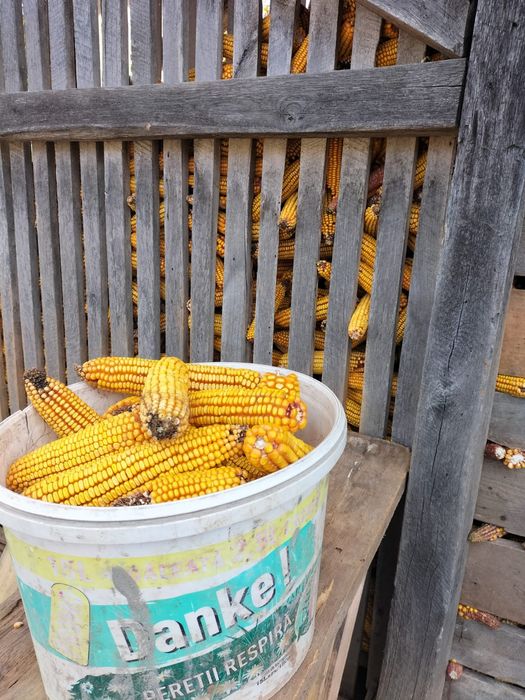 Vând mălai pe stiulet