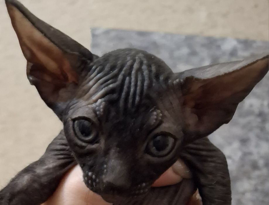 Сфинкс девочка, красавица 1,5 мес.