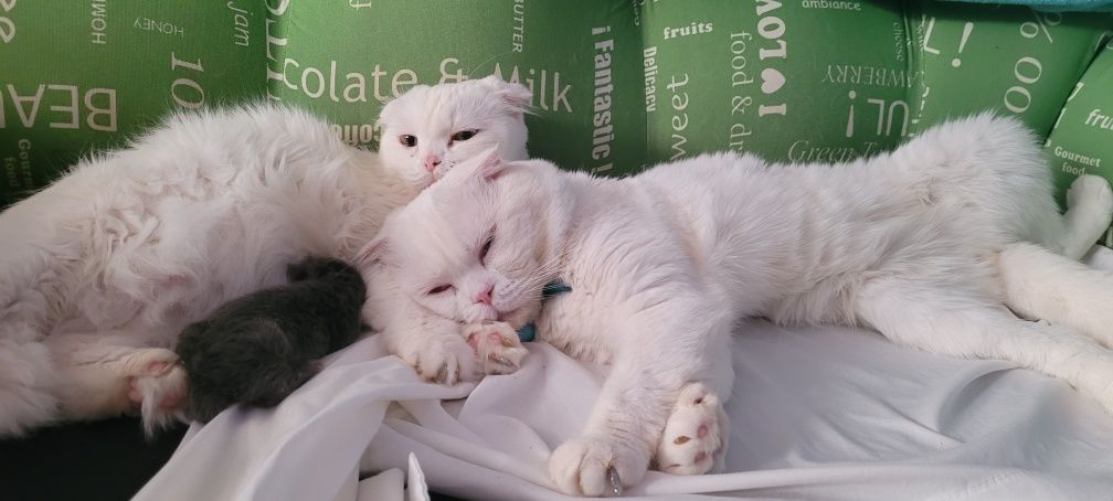 Котёнок шотландский вислоухий