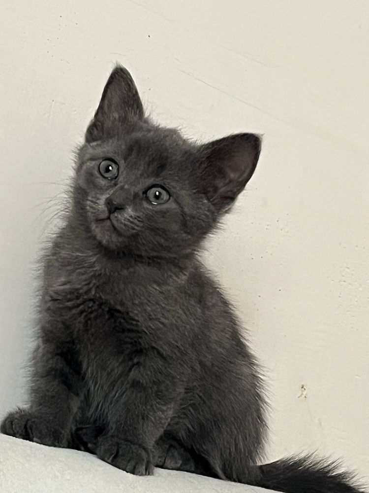 котята девочки бесплатно