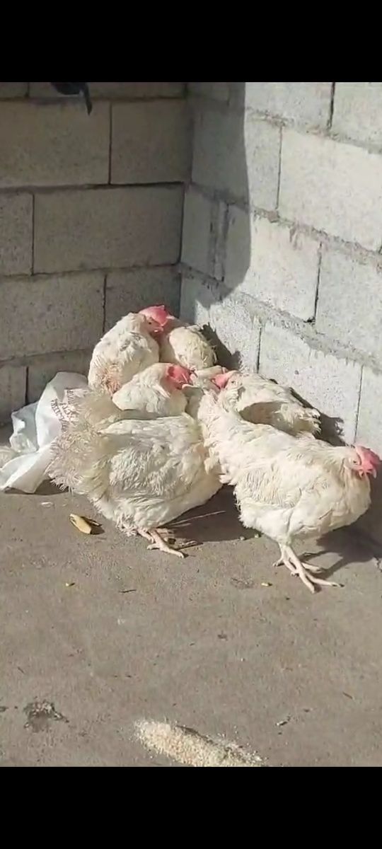 Несушка тауықтар