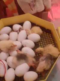 Oua de gasca pentru incubare
