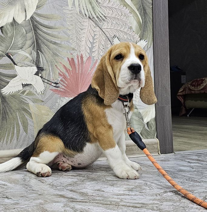 Породистая девочка бигля