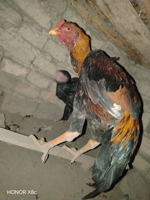 Aprel jujalar sotiladi