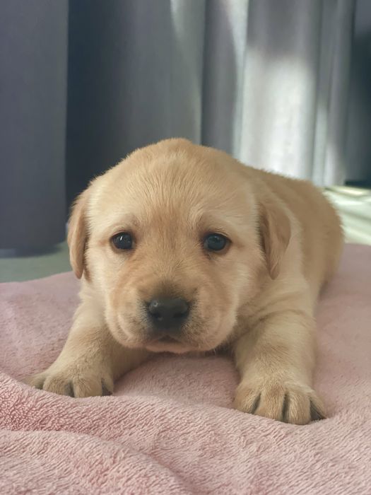 Pui Labrador Retriever cu Pedigree Tip A