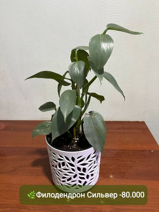 Аглаонема, Аукуба, Диффинбахия, Папоротник и др