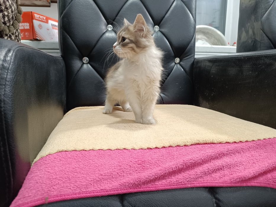 Котята для души))