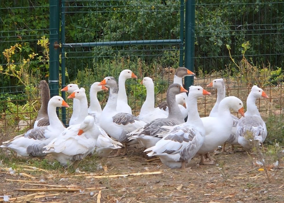 Vând Gâște de carne