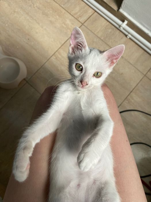 Ofer spre adoptie motanel full white