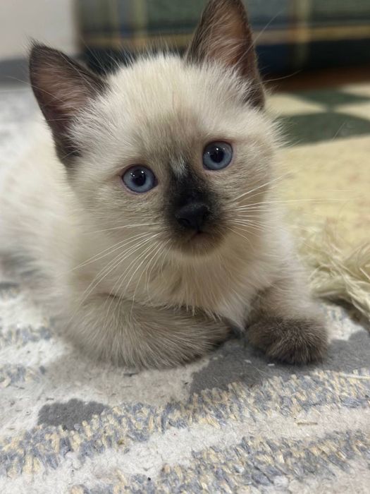 Сиамский котёнок