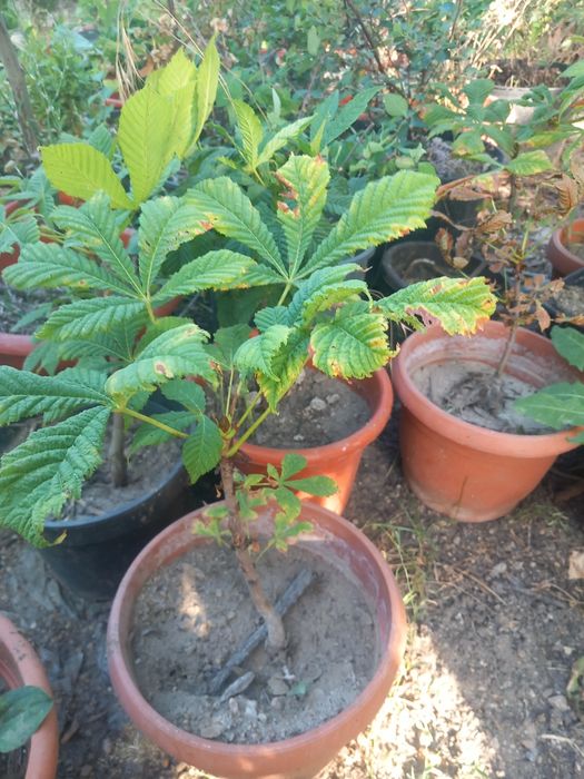 Vând puieți de castani la ghiveci frumos dezvoltați