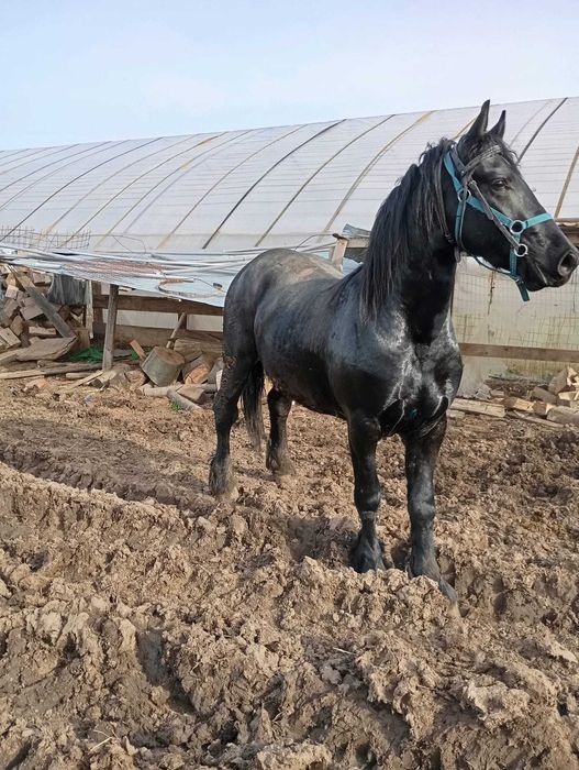 vand armasar frizian in varsta de 2 ani si 2 luni