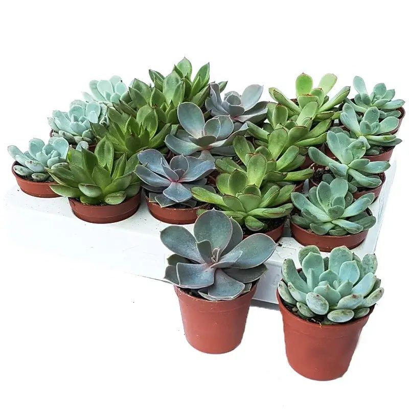Plante Mini suculente - preloved