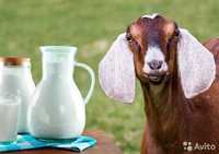 Козье молоко нубинских коз