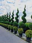 Plante ornamentale - livrare + plantare la cerere