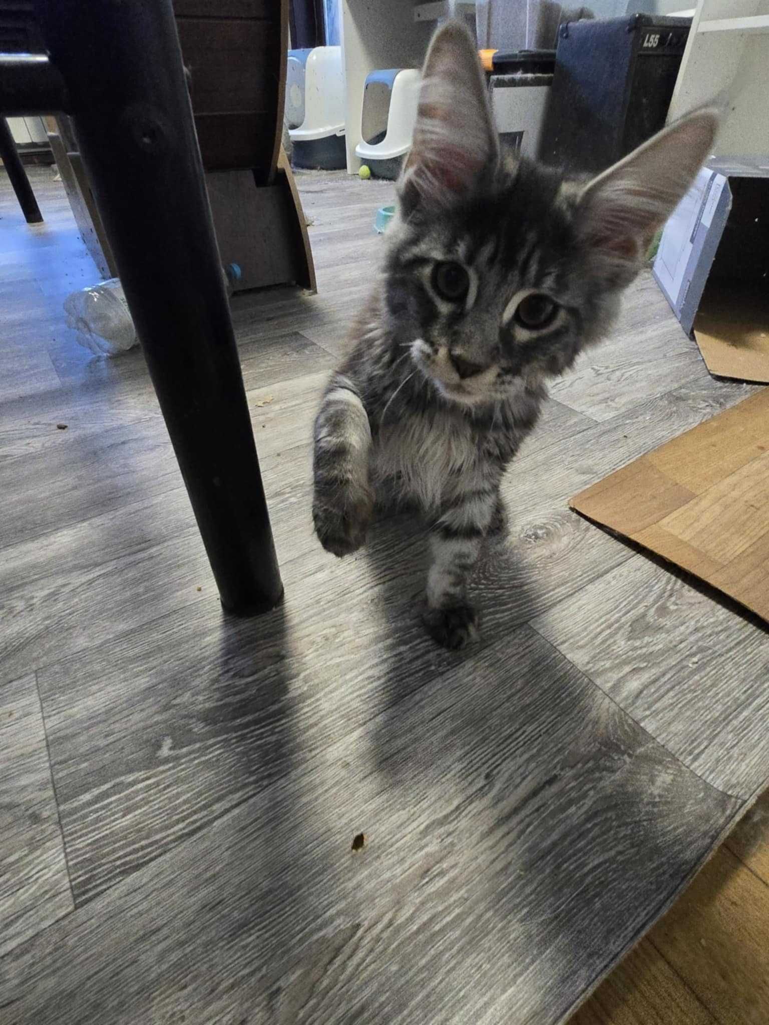 Мейн Куун.Maine Coon