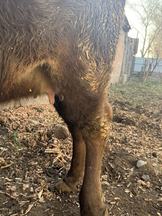 Продаётся нетель