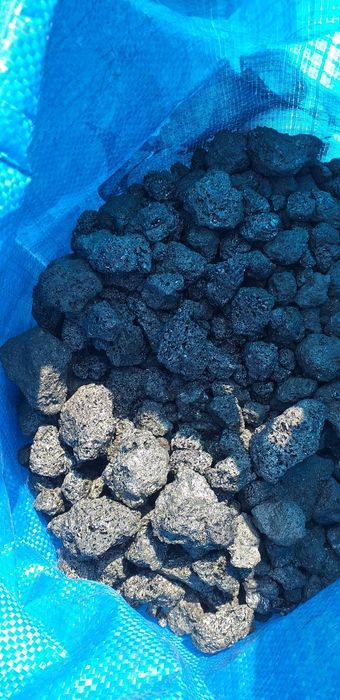 Cocs perolier de la Midia Navodari