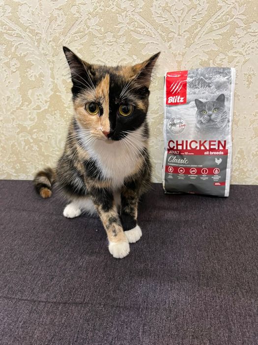 Срочно вязка кошки