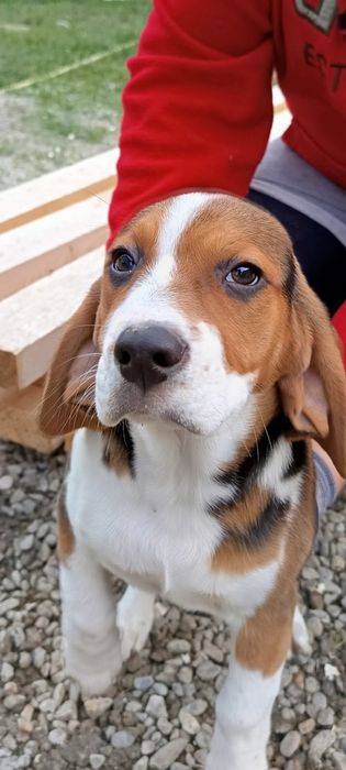 Cățelușa Pui Beagle Tricolor