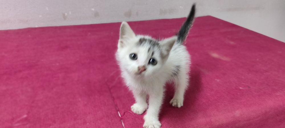Отдам котёнка в добрые руки — бесплатно!