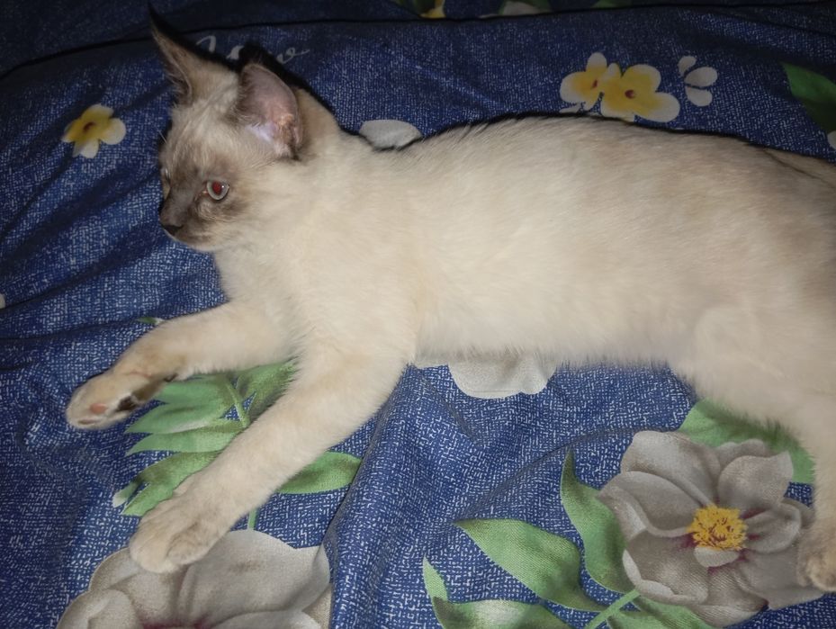 Mushuk sotiladi parodali