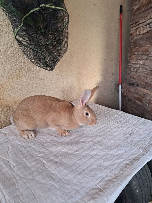 Femele hycole francez 5 luni