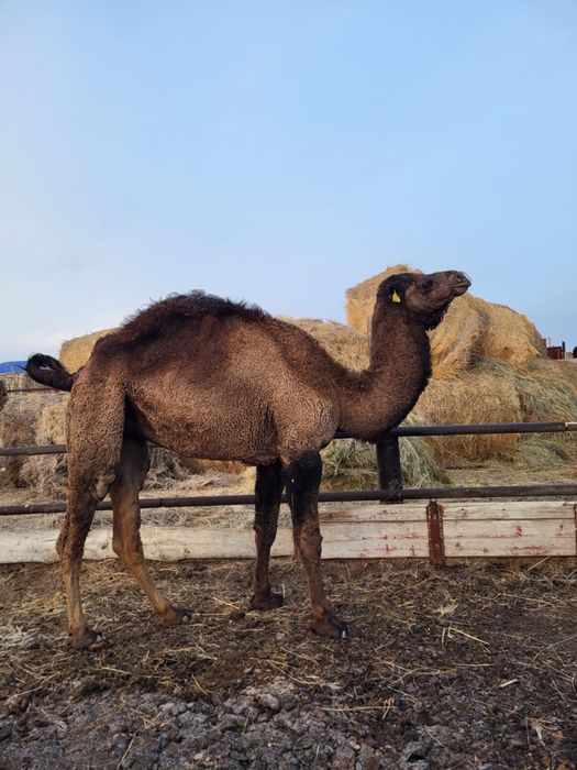 4 жасар жуас түйе сатылады.