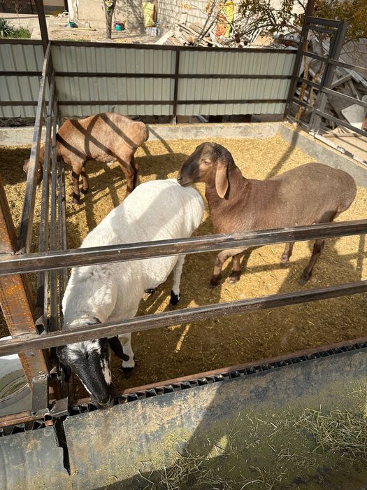 Кучкор барра шу йилги 3 та бир жоя