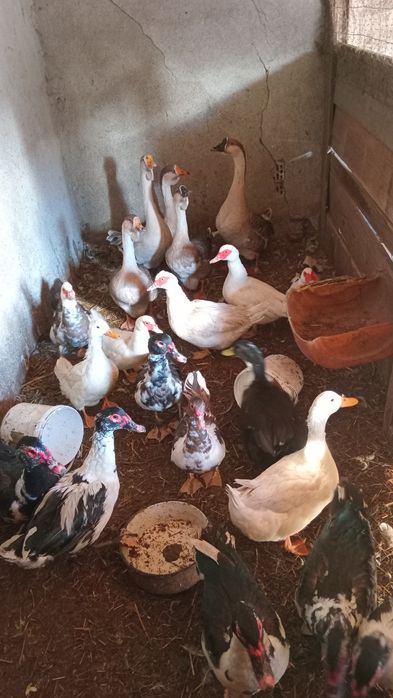 Schimb pe oi sau vaci cu lapte