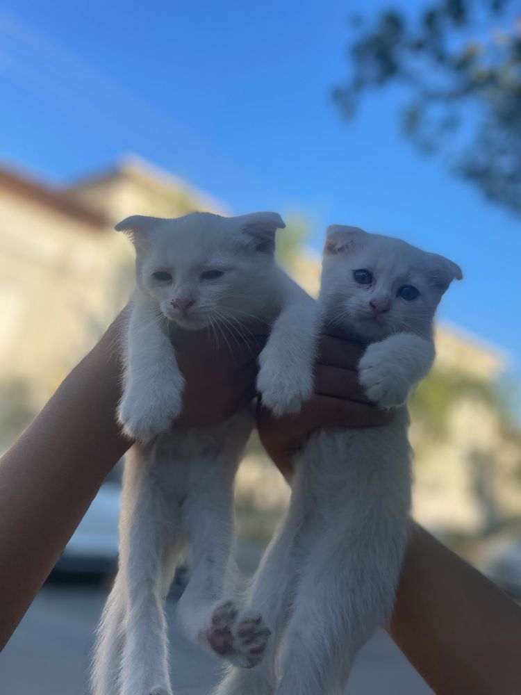 Шатланиски кошка.        Shatlanski mushuk