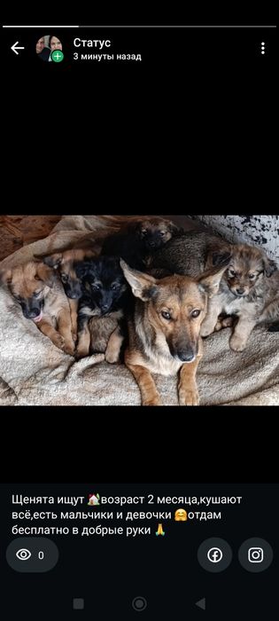 Отдам щенят 2 месяца в добрые руки