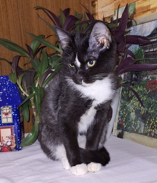 Наоми ищет самую добрую и хорошую семью