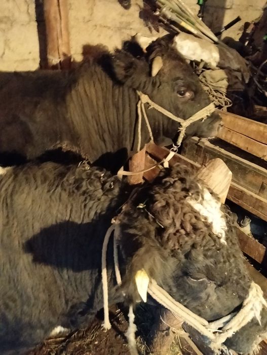 Бык Бука сатылады Откорм