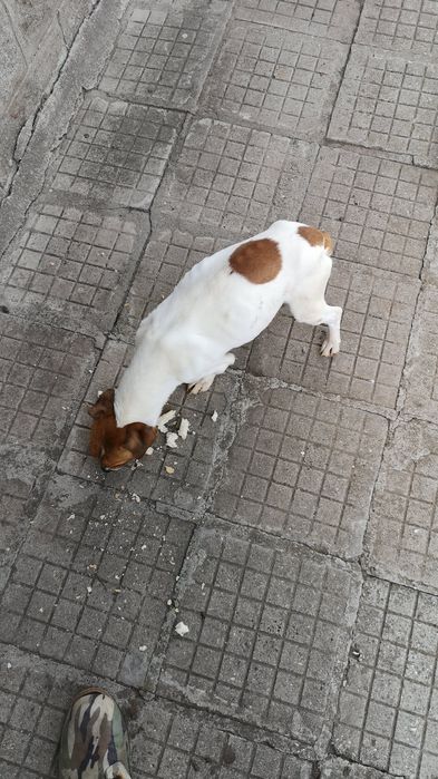 Изгубен Джак ръсел