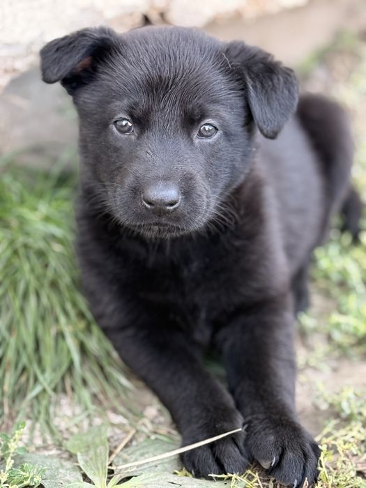 Catelusa ciobanesc german cauta casuta