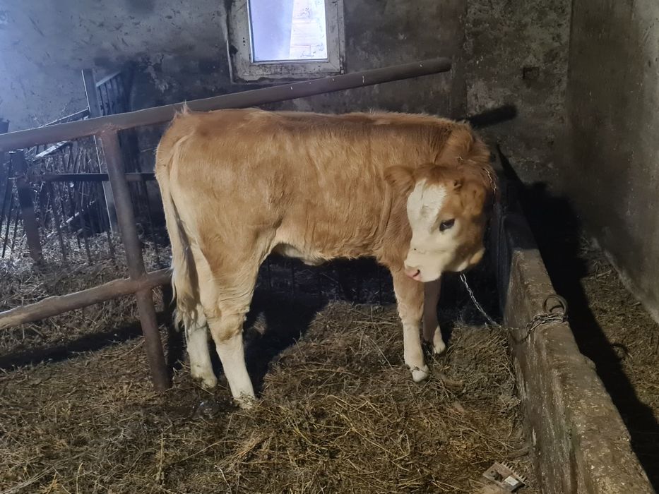 Vitea bruna cu balțata 4.5luni