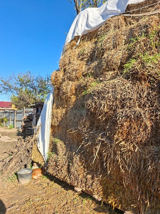Baloti din paie de orz 400 buc. Fac schimb și cu oii