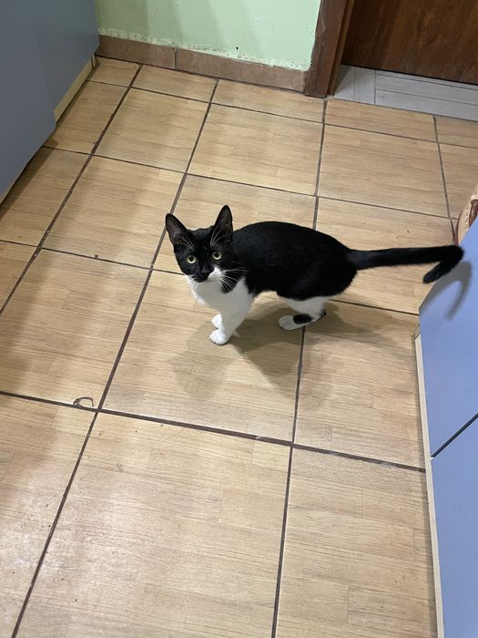 Подарявам коте на 8 месеца