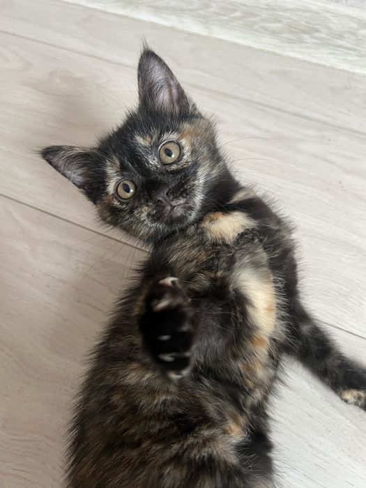 Очаровательные котята ищут дом!