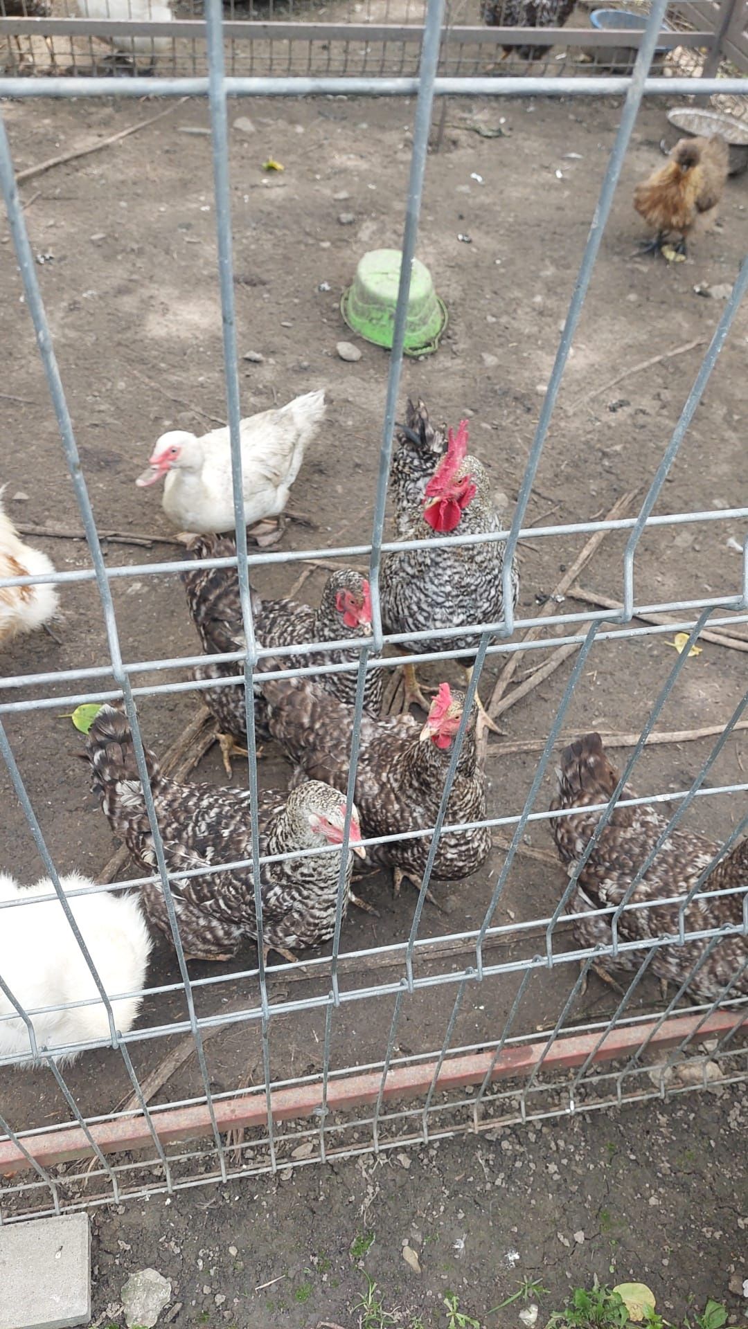 Găini de tara - outoare
