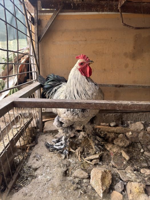 Brama xoroz sotiladi