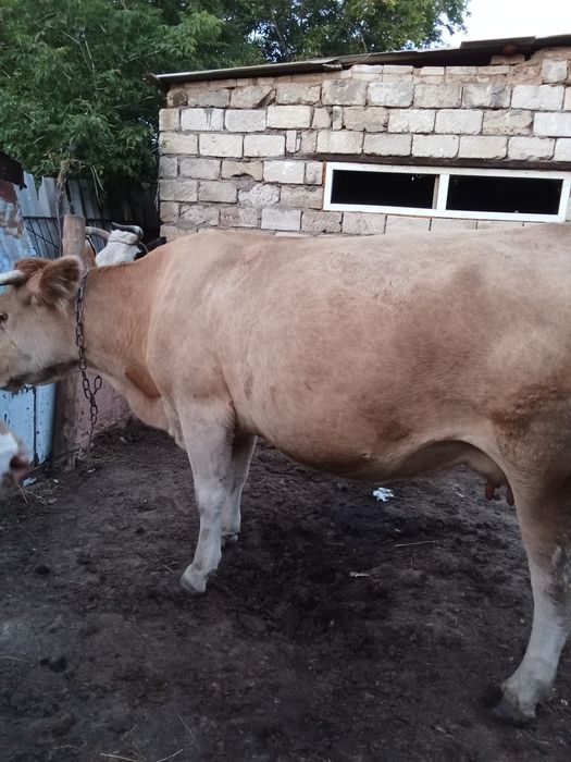 Сауынды сиырлар сатылады.