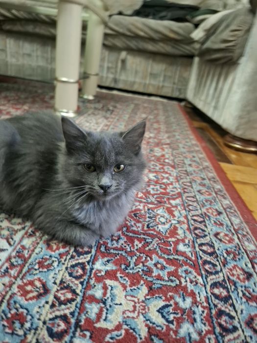 Shinshilla zotli mushuk