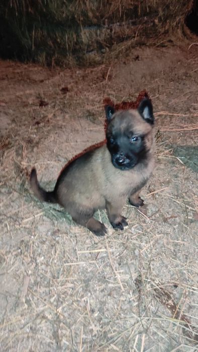 Donez pui Ciobanesc belgian malinois